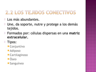   Los más abundantes.
   Une, da soporte, nutre y protege a los demás
    tejidos.
   Formados por: células dispersas en una matriz
    extracelular.
   Tipos:
     Conjuntivo
     Adiposo
     Cartilaginoso
     Óseo
     Sanguíneo
 
