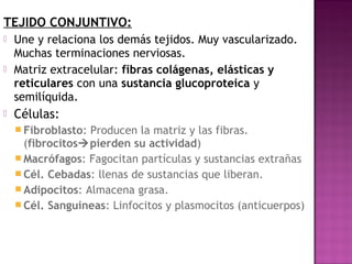 TEJIDO CONJUNTIVO:
   Une y relaciona los demás tejidos. Muy vascularizado.
    Muchas terminaciones nerviosas.
   Matriz extracelular: fibras colágenas, elásticas y
    reticulares con una sustancia glucoproteica y
    semilíquida.
   Células:
     Fibroblasto: Producen la matriz y las fibras.
      (fibrocitospierden su actividad)
     Macrófagos: Fagocitan partículas y sustancias extrañas
     Cél. Cebadas: llenas de sustancias que liberan.
     Adipocitos: Almacena grasa.
     Cél. Sanguíneas: Linfocitos y plasmocitos (anticuerpos)
 