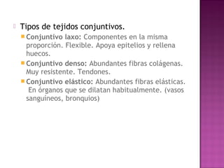    Tipos de tejidos conjuntivos.
     Conjuntivo  laxo: Componentes en la misma
      proporción. Flexible. Apoya epitelios y rellena
      huecos.
     Conjuntivo denso: Abundantes fibras colágenas.
      Muy resistente. Tendones.
     Conjuntivo elástico: Abundantes fibras elásticas.
       En órganos que se dilatan habitualmente. (vasos
      sanguíneos, bronquios)
 