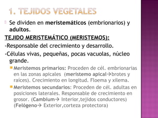  Se dividen en meristemáticos (embrionarios) y
  adultos.
TEJIDO MERISTEMÁTICO (MERISTEMOS):
-Responsable del crecimiento y desarrollo.
-Células vivas, pequeñas, pocas vacuolas, núcleo
  grande.
     Meristemos   primarios: Proceden de cél. embrionarias
      en las zonas apicales (meristemo apicalbrotes y
      raíces). Crecimiento en longitud. Floema y xilema.
     Meristemos secundarios: Proceden de cél. adultas en
      posiciones laterales. Responsable de crecimiento en
      grosor. (Cambium Interior,tejidos conductores)
      (Felógeno Exterior,corteza protectora)
 