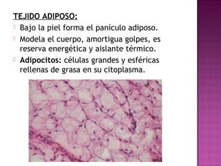 TEJIDO ADIPOSO:
 Bajo la piel forma el panículo adiposo.
 Modela el cuerpo, amortigua golpes, es
  reserva energética y aislante térmico.
 Adipocitos: células grandes y esféricas
  rellenas de grasa en su citoplasma.
 