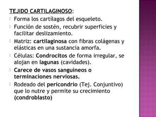 TEJIDO CARTILAGINOSO:
 Forma los cartílagos del esqueleto.
 Función de sostén, recubrir superficies y
  facilitar deslizamiento.
 Matriz: cartilaginosa con fibras colágenas y
  elásticas en una sustancia amorfa.
 Células: Condrocitos de forma irregular, se
  alojan en lagunas (cavidades).
 Carece de vasos sanguíneos o
  terminaciones nerviosas.
 Rodeado del pericondrio (Tej. Conjuntivo)
  que lo nutre y permite su crecimiento
  (condroblasto)
 
