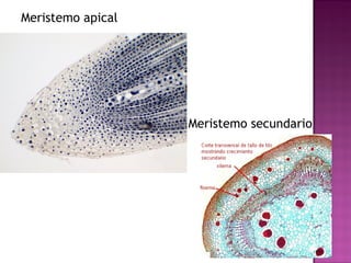 Meristemo apical




                   Meristemo secundario
 