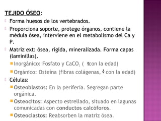 TEJIDO ÓSEO:
   Forma huesos de los vertebrados.
   Proporciona soporte, protege órganos, contiene la
    médula ósea, interviene en el metabolismo del Ca y
    P.
   Matriz ext: ósea, rígida, mineralizada. Forma capas
    (laminillas).
     Inorgánico: Fosfato y CaCO3 ( con la edad)
     Orgánico:   Osteína (fibras colágenas, con la edad)
   Células:
     Osteoblastos: En la periferia. Segregan parte
      orgánica.
     Osteocitos: Aspecto estrellado, situado en lagunas
      comunicadas con conductos calcóforos.
     Osteoclastos: Reabsorben la matriz ósea.
 