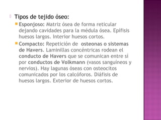    Tipos de tejido óseo:
     Esponjoso:  Matriz ósea de forma reticular
      dejando cavidades para la médula ósea. Epífisis
      huesos largos. Interior huesos cortos.
     Compacto: Repetición de osteonas o sistemas
      de Havers. Laminillas concéntricas rodean el
      conducto de Havers que se comunican entre sí
      por conductos de Volkmann (vasos sanguíneos y
      nervios). Hay lagunas óseas con osteocitos
      comunicados por los calcóforos. Diáfisis de
      huesos largos. Exterior de huesos cortos.
 