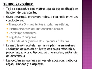 TEJIDO SANGUÍNEO
   Tejido conectivo con matriz líquida especializado en
    función de transporte.
   Gran desarrollo en vertebrados, circulando en vasos
    conductores:
     Transporta O2 y nutrientes a todas las células,
     Retira desechos del metabolismo celular
     Distribuye hormonas
     Regula la tª corporal
     Defiende al organismo de elementos extraños
   La matriz extracelular se llama plasma sanguíneo
    ( solución acuosa amarillenta con sales minerales,
    proteínas, glucosa, lípidos, Aa, hormonas, sustancias
    de desecho…)
   Las células sanguíneas en vertebrados son: glóbulos
    rojos, blancos y plaquetas
 