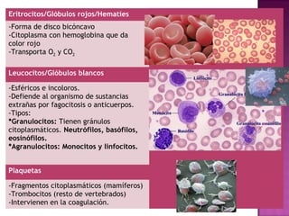 Eritrocitos/Glóbulos rojos/Hematíes
-Forma de disco bicóncavo
-Citoplasma con hemoglobina que da
color rojo
-Transporta O2 y CO2

Leucocitos/Glóbulos blancos

-Esféricos e incoloros.
-Defiende al organismo de sustancias
extrañas por fagocitosis o anticuerpos.
-Tipos:
*Granulocitos: Tienen gránulos
citoplasmáticos. Neutrófilos, basófilos,
eosinófilos.
*Agranulocitos: Monocitos y linfocitos.


Plaquetas

-Fragmentos citoplasmáticos (mamíferos)
-Trombocitos (resto de vertebrados)
-Intervienen en la coagulación.
 