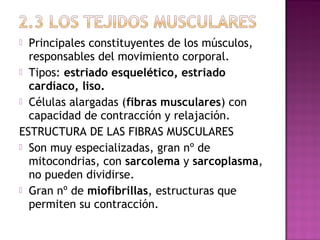  Principales constituyentes de los músculos,
  responsables del movimiento corporal.
 Tipos: estriado esquelético, estriado
  cardíaco, liso.
 Células alargadas (fibras musculares) con
  capacidad de contracción y relajación.
ESTRUCTURA DE LAS FIBRAS MUSCULARES
 Son muy especializadas, gran nº de
  mitocondrias, con sarcolema y sarcoplasma,
  no pueden dividirse.
 Gran nº de miofibrillas, estructuras que
  permiten su contracción.
 