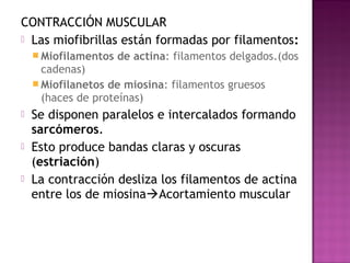 CONTRACCIÓN MUSCULAR
 Las miofibrillas están formadas por filamentos:
     Miofilamentos   de actina: filamentos delgados.(dos
      cadenas)
     Miofilanetos de miosina: filamentos gruesos
      (haces de proteínas)
   Se disponen paralelos e intercalados formando
    sarcómeros.
   Esto produce bandas claras y oscuras
    (estriación)
   La contracción desliza los filamentos de actina
    entre los de miosinaAcortamiento muscular
 