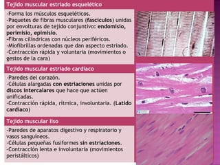 Tejido muscular estriado esquelético
-Forma los músculos esqueléticos.
-Paquetes de fibras musculares (fascículos) unidas
por envolturas de tejido conjuntivo: endomisio,
perimisio, epimisio.
-Fibras cilíndricas con núcleos periféricos.
-Miofibrillas ordenadas que dan aspecto estriado.
-Contracción rápida y voluntaria (movimientos o
gestos de la cara)
Tejido muscular estriado cardíaco
-Paredes del corazón.
-Células alargadas con estriaciones unidas por
discos intercalares que hace que actúen
unificadas.
-Contracción rápida, rítmica, involuntaria. (Latido
cardíaco)

Tejido muscular liso
-Paredes de aparatos digestivo y respiratorio y
vasos sanguíneos.
-Células pequeñas fusiformes sin estriaciones.
-Contracción lenta e involuntaria (movimientos
peristálticos)
 