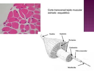 Corte transversal tejido muscular
estriado esquelético
 