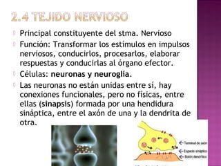    Principal constituyente del stma. Nervioso
   Función: Transformar los estímulos en impulsos
    nerviosos, conducirlos, procesarlos, elaborar
    respuestas y conducirlas al órgano efector.
   Células: neuronas y neuroglía.
   Las neuronas no están unidas entre sí, hay
    conexiones funcionales, pero no físicas, entre
    ellas (sinapsis) formada por una hendidura
    sináptica, entre el axón de una y la dendrita de
    otra.
 