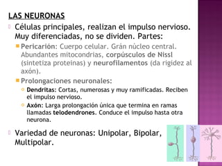 LAS NEURONAS
 Células principales, realizan el impulso nervioso.
  Muy diferenciadas, no se dividen. Partes:
     Pericarión:  Cuerpo celular. Grán núcleo central.
      Abundantes mitocondrias, corpúsculos de Nissl
      (sintetiza proteinas) y neurofilamentos (da rigidez al
      axón).
     Prolongaciones neuronales:
        Dendritas: Cortas, numerosas y muy ramificadas. Reciben
         el impulso nervioso.
        Axón: Larga prolongación única que termina en ramas
         llamadas telodendrones. Conduce el impulso hasta otra
         neurona.

   Variedad de neuronas: Unipolar, Bipolar,
    Multipolar.
 
