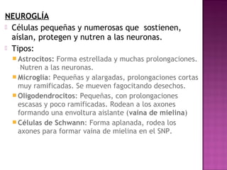NEUROGLÍA
 Células pequeñas y numerosas que sostienen,
  aíslan, protegen y nutren a las neuronas.
 Tipos:
  Astrocitos: Forma estrellada y muchas prolongaciones.
    Nutren a las neuronas.
  Microglía: Pequeñas y alargadas, prolongaciones cortas
   muy ramificadas. Se mueven fagocitando desechos.
  Oligodendrocitos: Pequeñas, con prolongaciones
   escasas y poco ramificadas. Rodean a los axones
   formando una envoltura aislante (vaina de mielina)
  Células de Schwann: Forma aplanada, rodea los
   axones para formar vaina de mielina en el SNP.
 