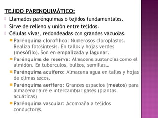 TEJIDO PARENQUIMÁTICO:
   Llamados parénquimas o tejidos fundamentales.
   Sirve de relleno y unión entre tejidos.
   Células vivas, redondeadas con grandes vacuolas.
     Parénquima clorofílico: Numerosos cloroplastos.
      Realiza fotosintesis. En tallos y hojas verdes
      (mesófilo). Son en empalizada y lagunar.
     Parénquima de reserva: Almacena sustancias como el
      almidón. En tubérculos, bulbos, semillas…
     Parénquima acuífero: Almacena agua en tallos y hojas
      de climas secos.
     Parénquima aerífero: Grandes espacios (meatos) para
      almacenar aire e intercambiar gases (plantas
      acuáticas)
     Parénquima vascular: Acompaña a tejidos
      conductores.
 