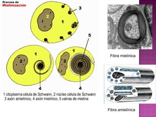 Fibra mielínica




Fibra amielínica
 