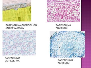 PARÉNQUIMA CLOROFÍLICO   PARÉNQUIMA
EN EMPALIZADA            ACUÍFERO




PARÉNQUIMA
DE RESERVA                PARÉNQUIMA
                          AERÍFERO
 