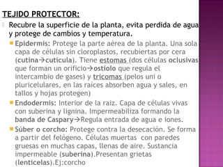 TEJIDO PROTECTOR:
   Recubre la superficie de la planta, evita perdida de agua
    y protege de cambios y temperatura.
     Epidermis: Protege la parte aérea de la planta. Una sola
      capa de células sin cloroplastos, recubiertas por cera
      (cutinacutícula). Tiene estomas (dos células oclusivas
      que forman un orificioostiolo que regula el
      intercambio de gases) y tricomas (pelos uni o
      pluricelulares, en las raíces absorben agua y sales, en
      tallos y hojas protegen)
     Endodermis: Interior de la raiz. Capa de células vivas
      con suberina y lignina. Impermeabiliza formando la
      banda de CasparyRegula entrada de agua e iones.
     Súber o corcho: Protege contra la desecación. Se forma
      a partir del felógeno. Células muertas con paredes
      gruesas en muchas capas, llenas de aire. Sustancia
      impermeable (suberina).Presentan grietas
      (lenticelas).Ej:corcho
 