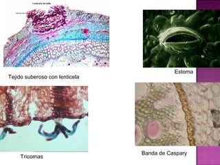 Estoma
Tejido suberoso con lenticela




                                Banda de Caspary
    Tricomas
 
