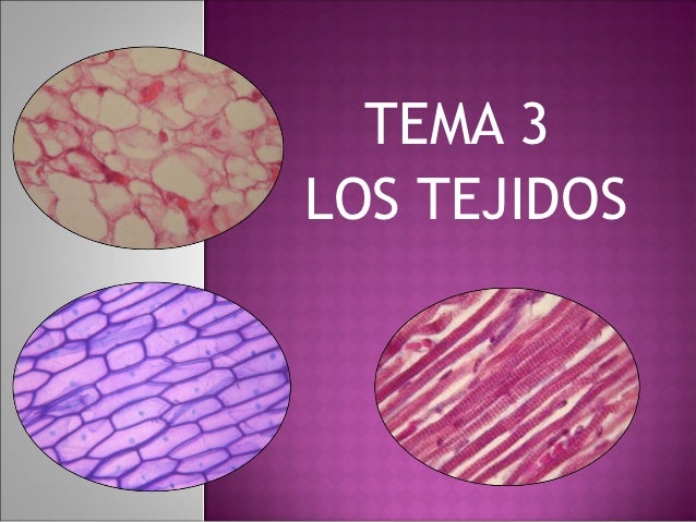 Tema 3 Los Tejidos