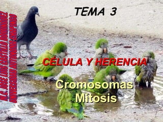 TEMA 3 CÉLULA Y HERENCIA Cromosomas  Mitosis M.C. JOSE LUIS CASTILLO DOMINGUEZ UNIVERSIDAD AUTONOMA CHAPINGO 
