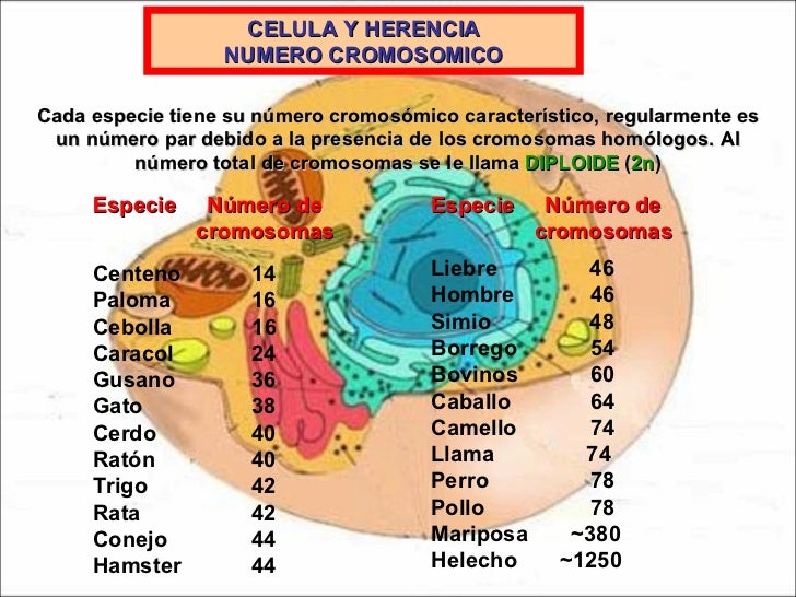 Plantas Vasculares Qu Son Caractersticas Y Ejemplos