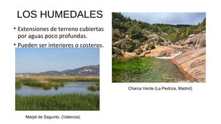 LOS HUMEDALES
• Extensiones de terreno cubiertas
por aguas poco profundas.
• Pueden ser interiores o costeros.
Charca Verde (La Pedriza, Madrid)
Marjal de Sagunto. (Valencia)
 