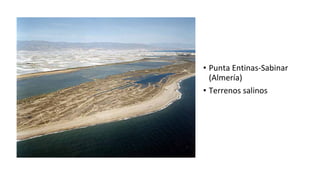 • Punta Entinas-Sabinar
(Almería)
• Terrenos salinos
 