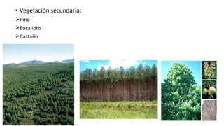 • Vegetación secundaria:
Pino
Eucalipto
Castaño
 