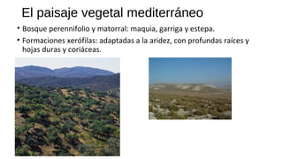 El paisaje vegetal mediterráneo
• Bosque perennifolio y matorral: maquia, garriga y estepa.
• Formaciones xerófilas: adaptadas a la aridez, con profundas raíces y
hojas duras y coriáceas.
 
