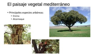 • Principales especies arbóreas:
• Encina
• Alcornoque
El paisaje vegetal mediterráneo
 
