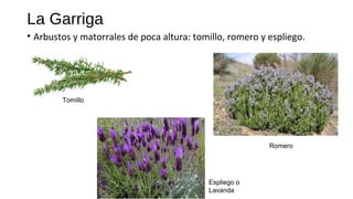 La Garriga
• Arbustos y matorrales de poca altura: tomillo, romero y espliego.
Tomillo
Romero
Espliego o
Lavanda
 