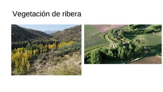 Vegetación de ribera
 