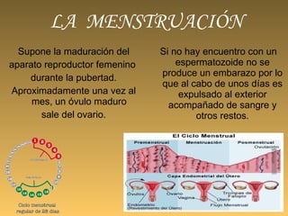 LA  MENSTRUACIÓN Supone la maduración del aparato reproductor femenino  durante la pubertad. Aproximadamente una vez al mes, un óvulo maduro sale del ovario.  Si no hay encuentro con un espermatozoide no se produce un embarazo por lo que al cabo de unos días es expulsado al exterior acompañado de sangre y otros restos. 