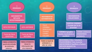 1 
JERARQUIA 
2 
JERARQUIA 
3 
JERARQUIA 
MOVIMIENTOS 
REFLEJOS 
OSTEOTENDINOSOS 
ASTA POSTERIOR ASTA ANTERIOR 
Tracto de Fibras 
MOTORAS 
FIBRAS EFERENTES 
Llevan la 
información dan 
una respuesta 
Tracto de Fibras 
SENSITIVAS 
FIBRAS AFERENTES 
puerta de entrada 
de estímulos 
externos 
MOVIMIENTOS 
AUTOMÁTICOS 
- TALLO 
CEREBRAL 
- DIENCEFALO 
- TALAMO 
- CUERPO 
CALLOSO 
TODO LO QUE SE 
APRENDE EL 1 
AÑO DE VIDA 
MOVIMIENTOS 
VOLUNTARIOS 
CORTEZA CEREBRAL 
Cruzado por la vía 
piramidal 
CEREBELO ganglios 
basales movimiento y 
equilibrio 
VERMIS inhibitorio 
HEMISFERIOS 
excitatorio 
NEOCEREBELO Mov. Voluntario 
PALEOCEREBELO Tono muscular 
ARCHICEREBELO Equilibrio y Postura 
NÚCLEOS BASALES Vía 
Extrapiramidal 
 