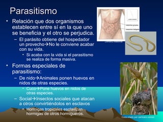 ParasitismoParasitismo
• Relación que dos organismos
establecen entre sí en la que uno
se beneficia y el otro se perjudica.
– El parásito obtiene del hospedador
un provechoNo le conviene acabar
con su vida.
• Si acaba con la vida si el parasitismo
se realiza de forma masiva.
• Formas especiales de
parasitismo:
– De nidoAnimales ponen huevos en
nidos de otras especies.
• CucoPone huevos en nidos de
otras especies.
– SocialInsectos sociales que atacan
a otros convirtiéndolos en esclavos
• Hormigas tropicales esclavizan
hormigas de otros hormigueros.
Cuco criado por carricero común
Lombriz intestinal
 