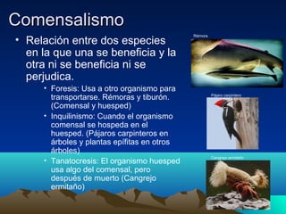 ComensalismoComensalismo
• Relación entre dos especies
en la que una se beneficia y la
otra ni se beneficia ni se
perjudica.
• Foresis: Usa a otro organismo para
transportarse. Rémoras y tiburón.
(Comensal y huesped)
• Inquilinismo: Cuando el organismo
comensal se hospeda en el
huesped. (Pájaros carpinteros en
árboles y plantas epífitas en otros
árboles)
• Tanatocresis: El organismo huesped
usa algo del comensal, pero
después de muerto (Cangrejo
ermitaño)
Rémora
Pájaro carpintero
Cangrejo ermitaño
 