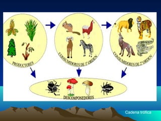 Cadena trófica
 