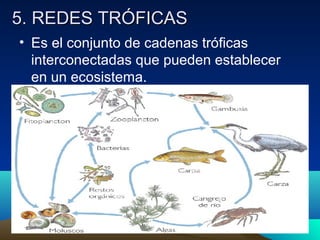 5. REDES TRÓFICAS5. REDES TRÓFICAS
• Es el conjunto de cadenas tróficas
interconectadas que pueden establecer
en un ecosistema.
 