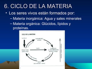 6. CICLO DE LA MATERIA6. CICLO DE LA MATERIA
• Los seres vivos están formados por:
– Materia inorgánica: Agua y sales minerales
– Materia orgánica: Glúcidos, lípidos y
proteínas.
 