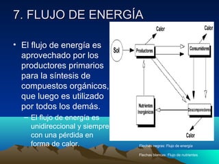 7. FLUJO DE ENERGÍA7. FLUJO DE ENERGÍA
• El flujo de energía es
aprovechado por los
productores primarios
para la síntesis de
compuestos orgánicos,
que luego es utilizado
por todos los demás.
– El flujo de energía es
unidireccional y siempre
con una pérdida en
forma de calor. Flechas negras: Flujo de energía
Flechas blancas: Flujo de nutrientes
 