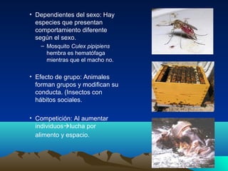 • Dependientes del sexo: Hay
especies que presentan
comportamiento diferente
según el sexo.
– Mosquito Culex pipipiens
hembra es hematófaga
mientras que el macho no.
• Efecto de grupo: Animales
forman grupos y modifican su
conducta. (Insectos con
hábitos sociales.
• Competición: Al aumentar
individuoslucha por
alimento y espacio.
 