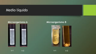 tema-3-cultivo-de-bacterias-pptx