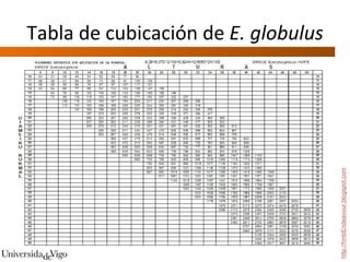 Tabla de cubicación de  E. globulus http://hmbEndeavour.blogspot.com 