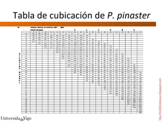Tabla de cubicación de  P. pinaster http://hmbEndeavour.blogspot.com 