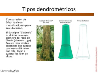 Tipos dendrométricos Comparación de árbol real con modelizaciones para su cubicación .  El Eucalipto "El Abuelo" es el árbol de mayor diámetro del rodal de Chavín (Viveiro - Lugo). En este rodal existen eucaliptos que aunque con menor diámetro que este, llegan a  superar los 70 m de altura. http://hmbEndeavour.blogspot.com 