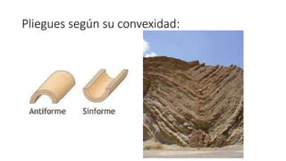 Pliegues según su convexidad:
 