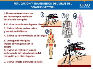 SECCIÓN DE POSTGRADO DE CIENCIAS DE LA COMUNICACIÓN
REPLICACION Y TRANSMISION DEL VIRUS DEL
DENGUE (VECTOR)
1.El virus se transmite a un
ser humano por medio de
la saliva del mosquito
2. El virus se replica en órganos blanco
3. El virus infecta los leucocitos
y los tejidos linfáticos
4. El virus se libera y circula en la sangre
5. Un segundo mosquito
ingiere el virus junto con la
sangre
6. El virus se replica en la zona
embrionaria del tubo digestivo del
mosquito y en otros órganos
7. El virus infecta glándulas salivales
 
