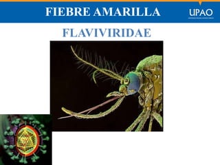 SECCIÓN DE POSTGRADO DE CIENCIAS DE LA COMUNICACIÓN
FIEBRE AMARILLA
FLAVIVIRIDAE
 