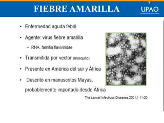 SECCIÓN DE POSTGRADO DE CIENCIAS DE LA COMUNICACIÓN
FIEBRE AMARILLA
 